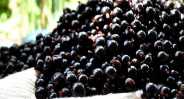 Top 4 recepty na rybízový džem 5 minut jako želé na zimu